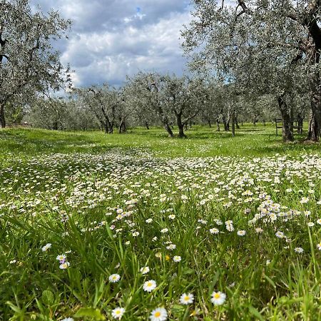 La Casa Di Demetra. Un Paradiso Tra Gli Olivi. Montecchio  Exteriör bild
